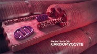 Maturation of stem cell-derived cardiomyocytes