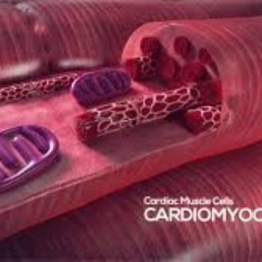 Maturation of stem cell-derived cardiomyocytes