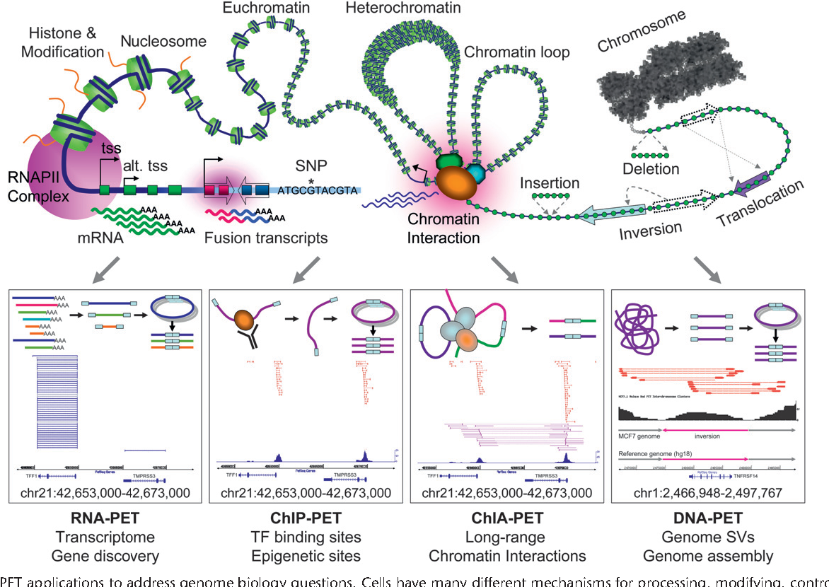 Chromatin Interactions – Foo Lab